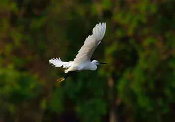 Fotobehang stom motion White Egret flying in the sky with green background. © swisoot