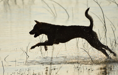silhouette dog smile and jumping on the water site.