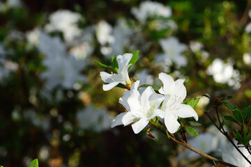 White Azalea flower blossom in the garden.