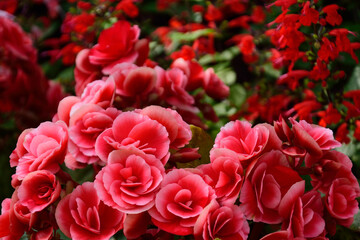 vivid flower blossom in the garden