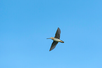 オオジシギ飛翔(Latham's snipe)
