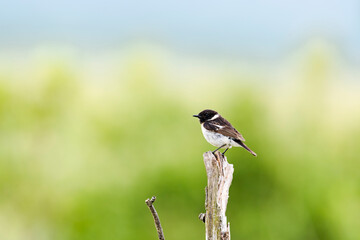ノビタキ雄(common sotnechat)