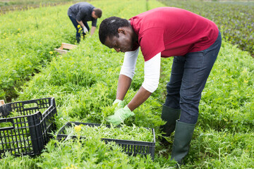 African-american worker peeling and collects green mizuna in a box