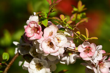Fototapeta premium ボケの花