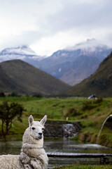 Llama and moutains in the ecuadorian andes. Ilinizas volcano in the back