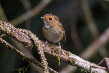 a Rufous-browed flycatcher (Anthipes solitaris) bird in nature
