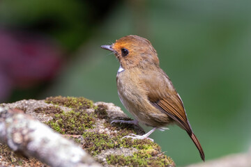 a Rufous-browed flycatcher (Anthipes solitaris) bird in nature