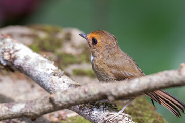 a Rufous-browed flycatcher (Anthipes solitaris) bird in nature