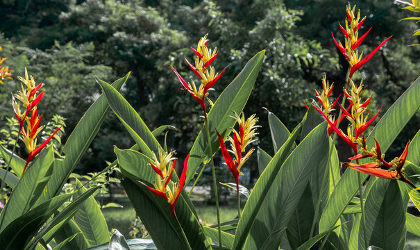 Red and yellow bird of paradise blooms in an urban garden at Rommaninat Park, also known as Khut Kao Park, in downtown Bangkok