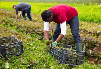 Male farmer peeling and collects red mizuna in a box on the plantation