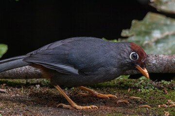 beautiful Chestnut-capped laughingthrush bird in nature
