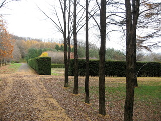 十勝の森の紅葉と緑の生垣