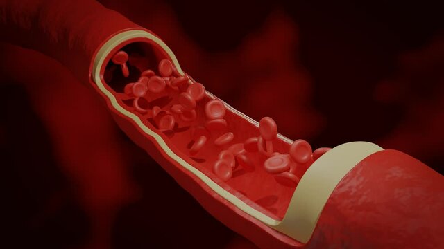 Medical 3d Animation of Red Blood Cells Flow Through Blood Vessel In Circulatory System	