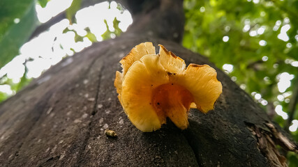 Mushroom in living tree (Enokitake)