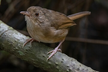 a Buff-breasted Babbler bird in nature