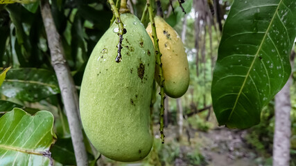 Mango  nuts on the Mango Tree