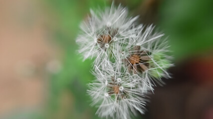 Blumea balsamifera flowers. It is also known as Ngai camphor and sambong