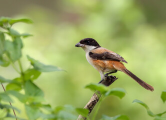 long-tailed shrike or rufous-backed shrike stock photo.
