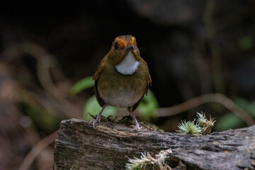 a Rufous-browed flycatcher (Anthipes solitaris) bird in nature
