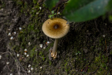 mushroom in the forest