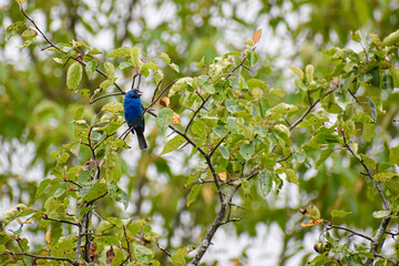 blue bird on a branch