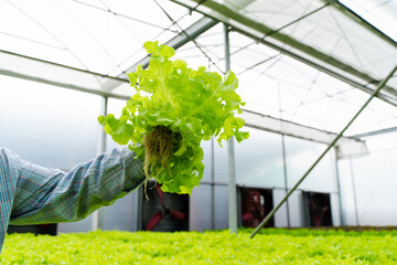 Hands of farmer harvest vegetables in hydroponic greenhouse or organic farm.