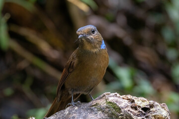 a Large Niltava Female (Niltavagrandis) bird in nature