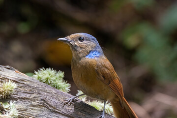 a Large Niltava Female (Niltavagrandis) bird in nature