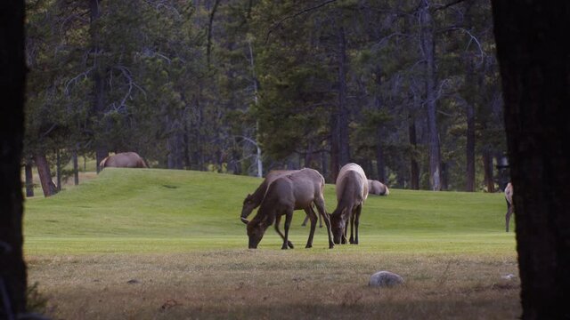 Elk Bull hearding female cows grazing on the golf course and squirting urine