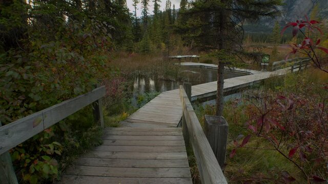 Boardwalk by a swamp in forest at autumn
