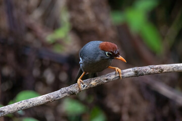 beautiful Chestnut-capped laughingthrush bird in nature