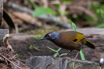 a Malayan Chestnut-crowned Laughingthrush (Garrulax erythrocephalus) bird in nature
