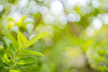 Fototapeta na wymiar Beautiful nature view green leaf on blurred greenery background under sunlight with bokeh