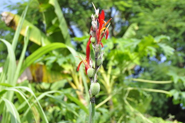 red and white butterfly