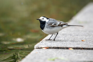 Cute bird white wagtail, Motacilla alba standing the pond shore