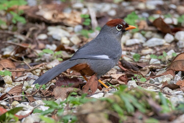 beautiful Chestnut-capped laughingthrush bird in nature