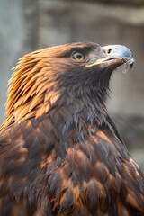 Portrait of Bird of prey Golden Eagle, Aquila chrysaetos