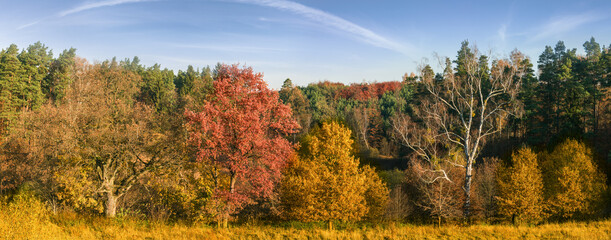 Barwy jesieni w lesie na Warmii w północno-wschodniej Polsce