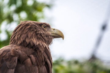 Portrait of Large and majestic raptor White-tailed eagle, Haliaeetus albicilla perched on a branch