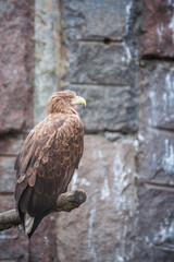Large and majestic raptor White-tailed eagle, Haliaeetus albicilla perched on a branch