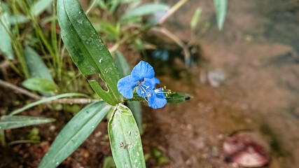 Asiatic dayflower (Commelina communis)