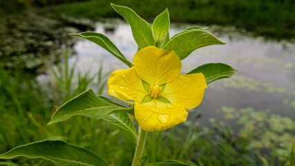 Yellow Peruvian primrose willow flower