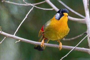 a Silver-eared Mesia (Leiothrix argentauris) bird in nature