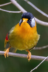 a Silver-eared Mesia (Leiothrix argentauris) bird in nature