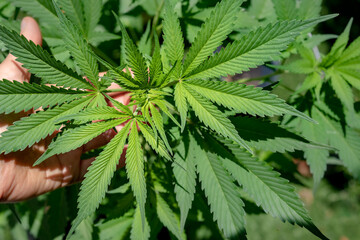 Top view of cannabis plant with hand under leaves on a sunny day. Closeup of cannabis plant grown in backyard for personal consumption. Selective focus.