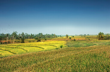 field of wheat in region country