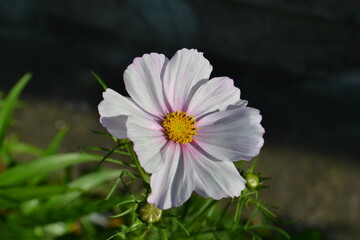 pink and white flower