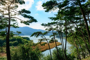 Obraz premium trees on the shore of the river