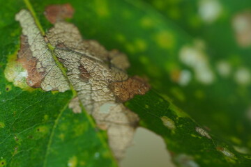 close up leaf texture