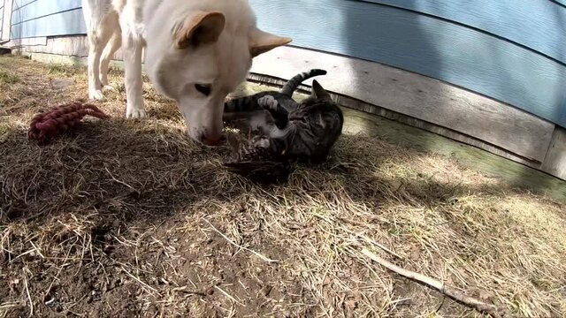 SLOW MOTION - White adult husky dog and a tabby cat playing with a dead bird in the backyard of a house in the country.